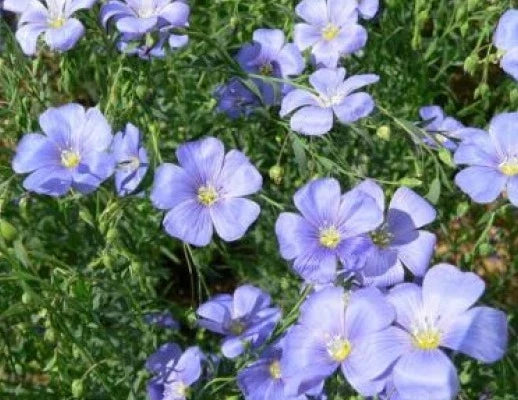 Blue Lewisii Flax Seeds - 100 Fresh Linum lewisii Seeds for Gardens, Borders & Meadows