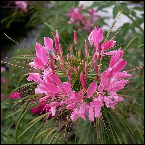 Pink Punch Spider Seeds - 100 Count, Clome Spinosa Perennial Flower Seeds for Pollinator Gardens, Attracts Bees & Butterflies