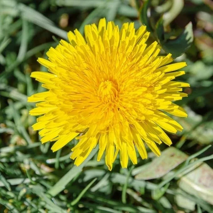 Dandelion Live Plant 3-6" in 4" Pot - Taraxacum officinale Edible Herb with Bright Yellow Flowers, Perennial