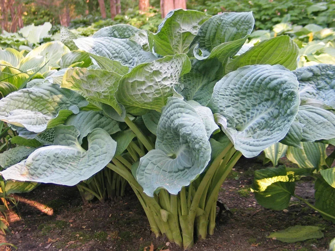 Hosta Deep Waters Plant 5.25" Pot - Blue Corrugated Foliage Perennial for Shade Gardens