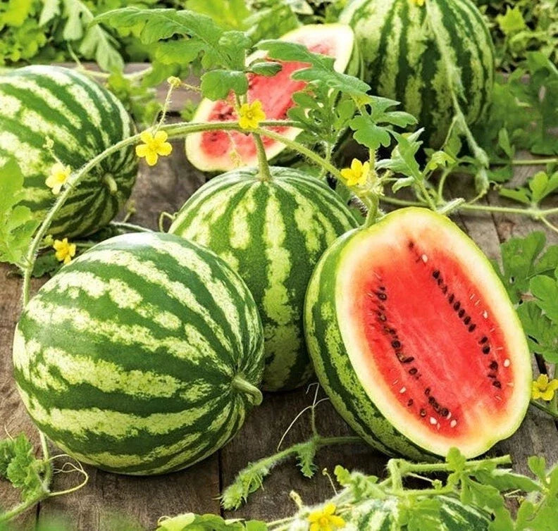 Crimson Sweet Watermelon Seeds - Heirloom Citrullus lanatus, Large 25 lb Fruit, Juicy Red Flesh, Vining, 25 Seeds for Home Garden
