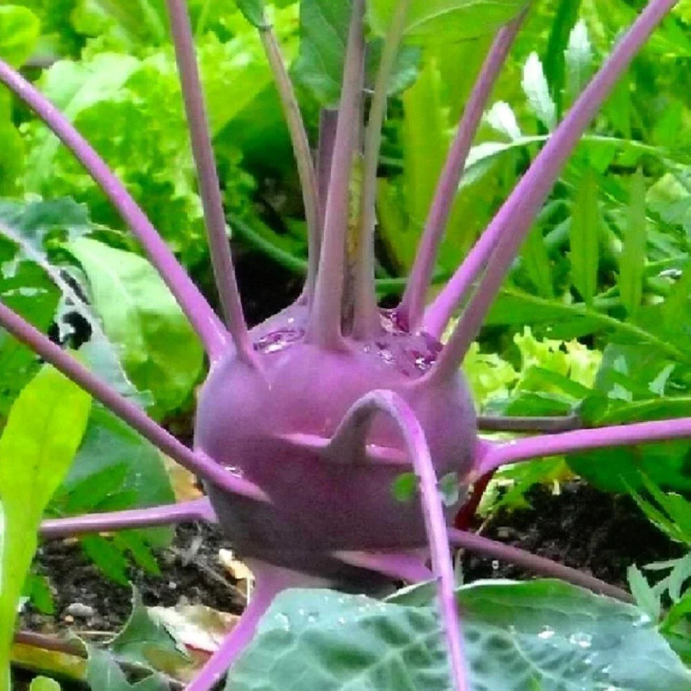 Purple Vienna Kohlrabi Seeds | NON-GMO Heirloom Vegetable Seeds for Home Gardening
