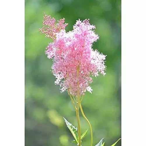 Queen of The Prairie Seeds - 40 Pack, Pink Flowers, Perennial, Filipendula rubra, Wildflower for Garden, Pollinator Attracting