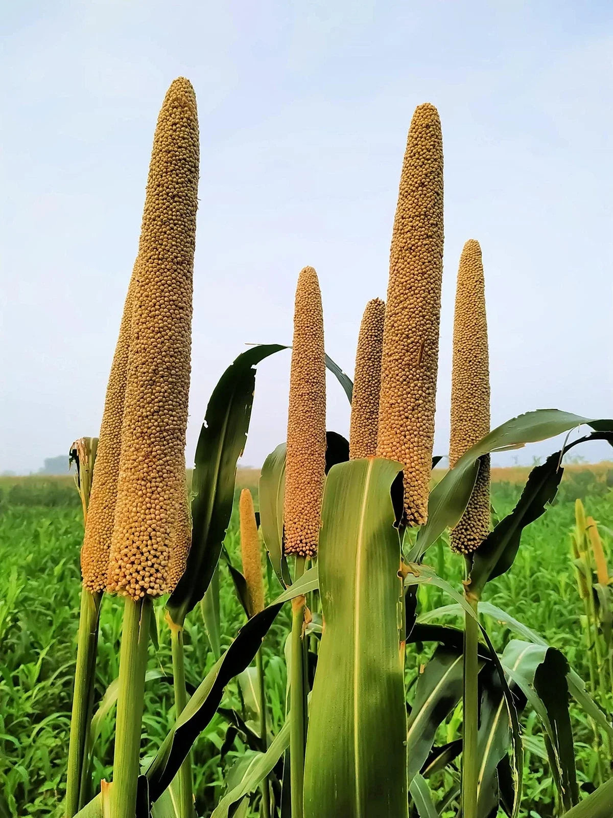 Pearl Millet Grass Seeds - Pennisetum glaucum - Ornamental Drought-Resistant Grass for Landscaping