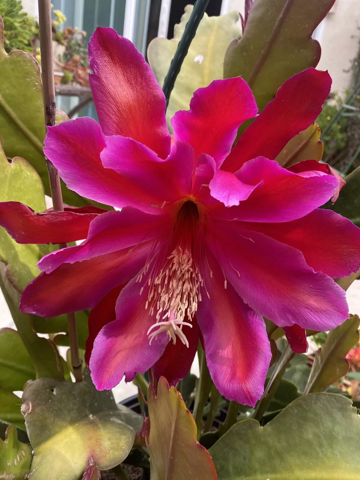 Rare Epiphyllum Fuchsia Orchid Cactus Cuttings – Unique Succulent Plant for Indoor & Outdoor Gardens