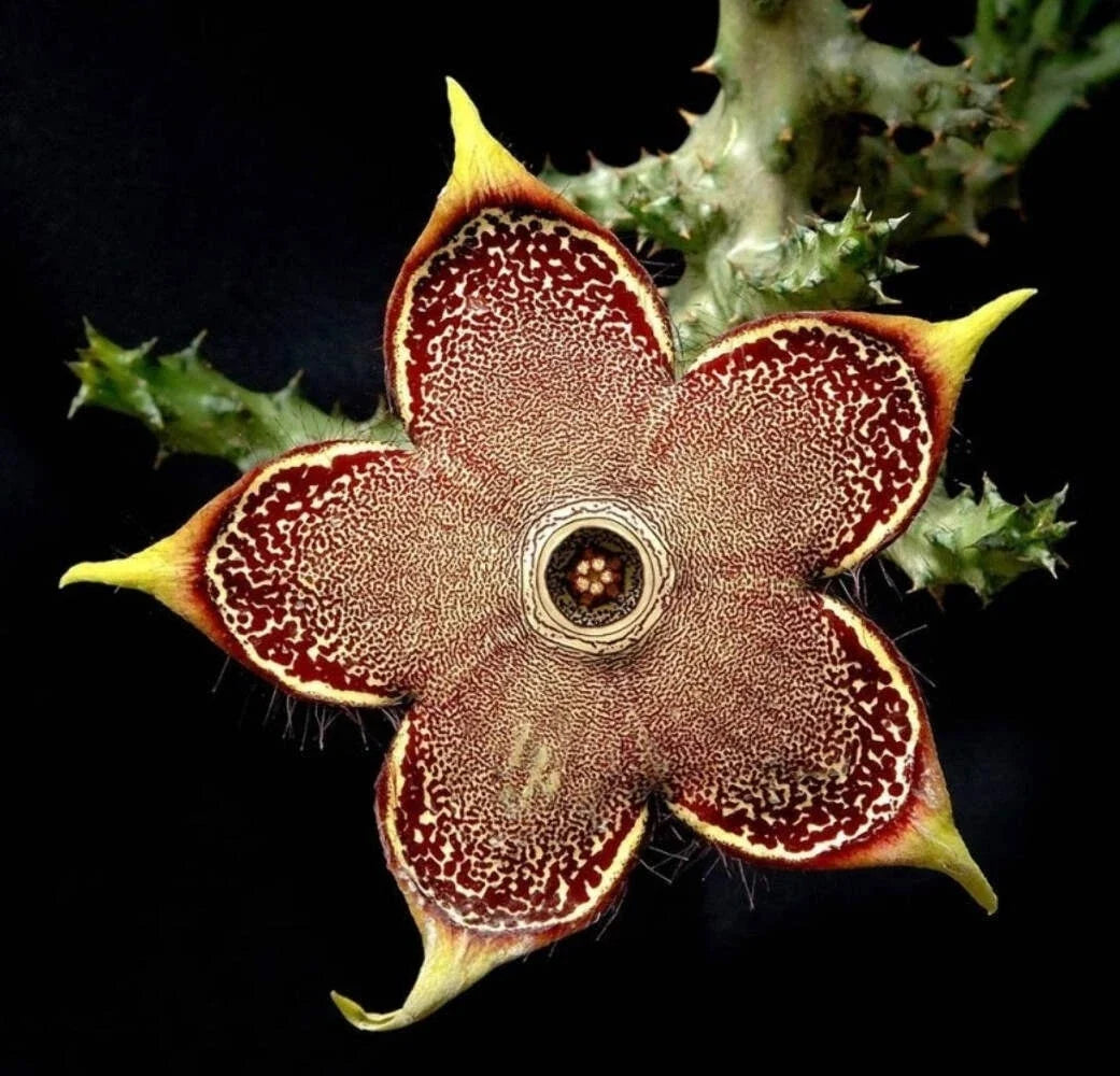 Edithcolea Grandis 3.5-Inch Potted Plant - Persian Carpet Flower - Unique Houseplant for Indoor & Outdoor Decor