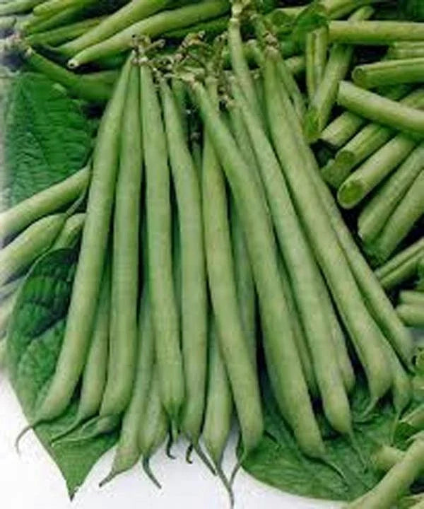 Heirloom Bean Seeds Mix - Non-GMO Garden Collection with 4 Varieties, Phaseolus vulgaris, Bush & Pole Beans for Home Gardening