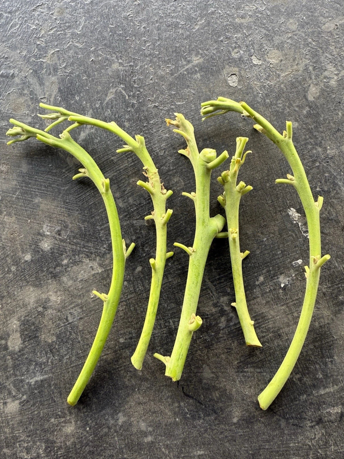 Lamb Hass Avocado Grafting Scions – 4 Cuttings for Propagation – Persea americana 'Lamb Hass'
