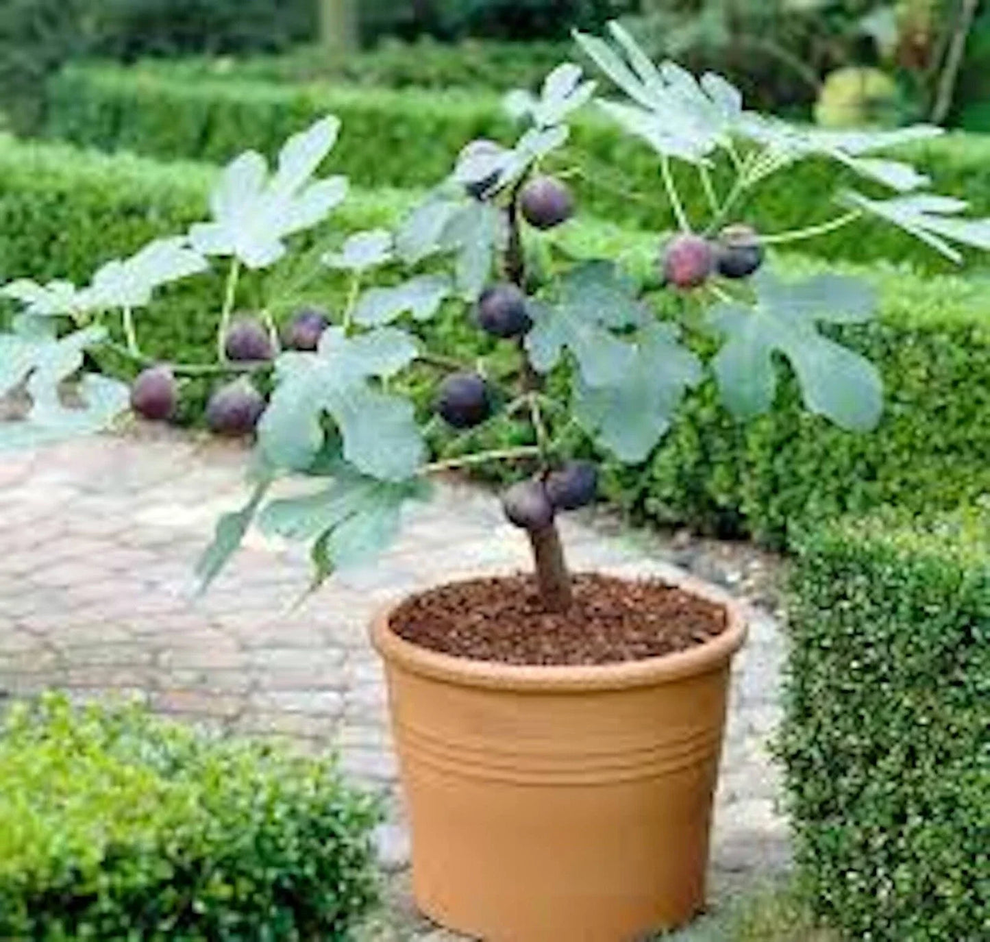 Dwarf Fig Tree Starter Plant - Self-Fertile, Compact 28" Ficus carica 'Fignomenal' for Container Gardening