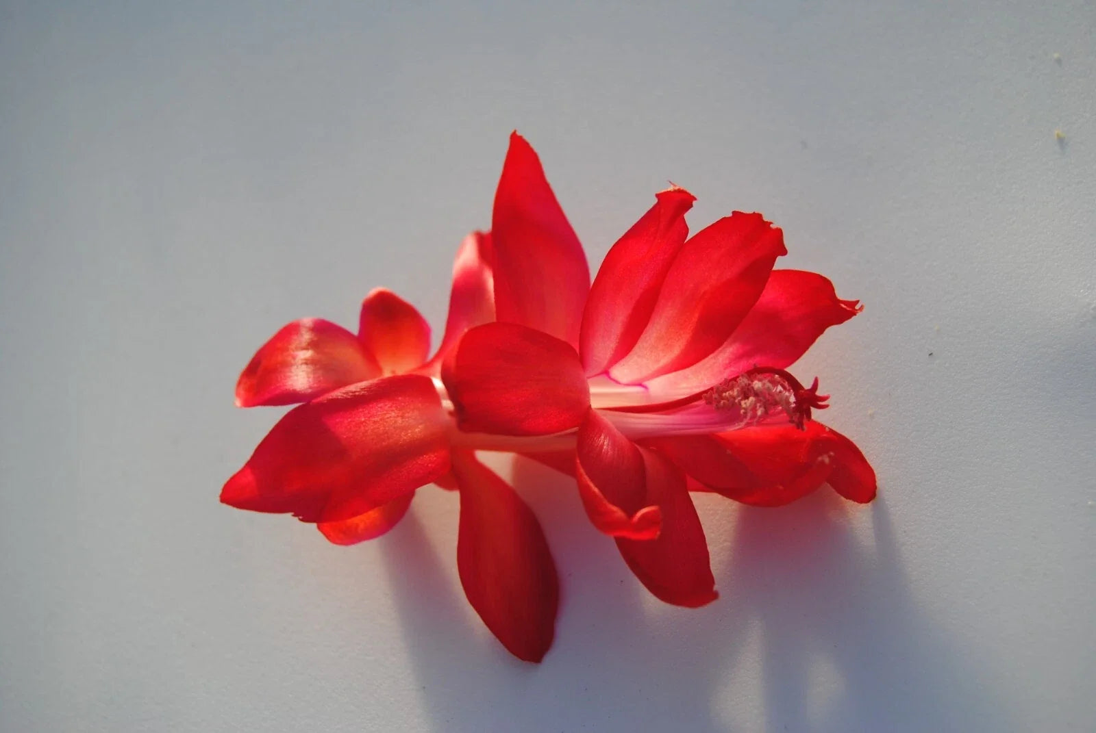 Christmas Cactus Starter Plant - Magic Fantasy Schlumbergera Truncata - Well-Rooted Indoor Plant for Holiday Blooms