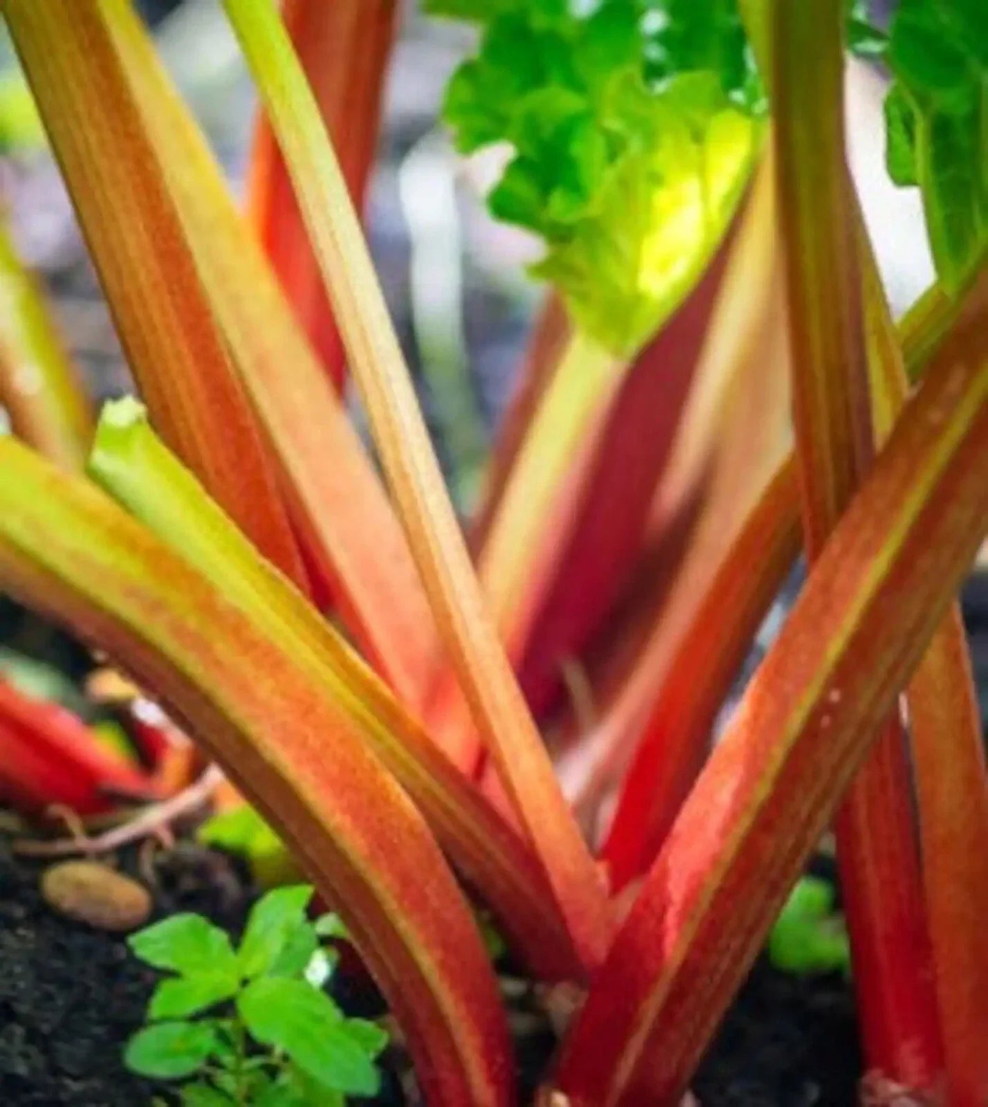 Victoria Rhubarb Seeds - Heirloom Non-GMO 15 Seeds for Gardening, Perennial Vegetable, Rheum rhabarbarum