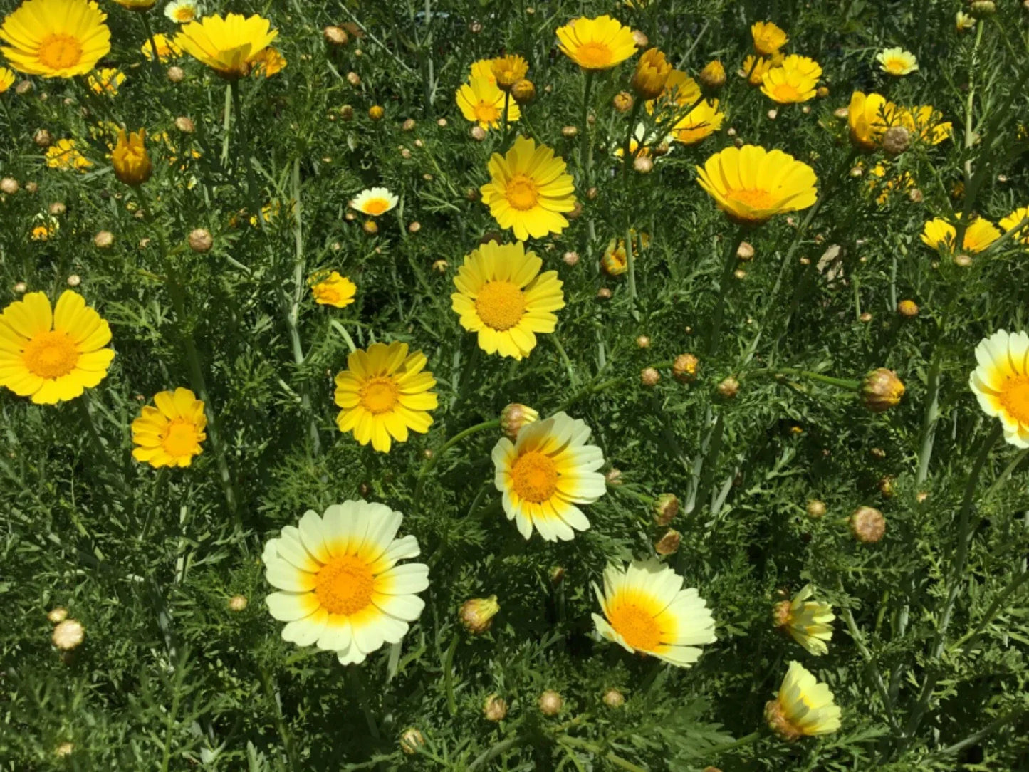 Sunshine Mix Marguerite Painted Daisy Seeds - 100 Count, No Odor, Argyranthemum frutescens