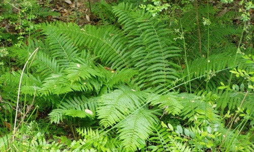 Cinnamon Fern Plants - 30 Pack in 3.5" Pots - Osmundastrum cinnamomeum - Shade Garden Ferns, Lush Green Foliage, Perennial Ferns
