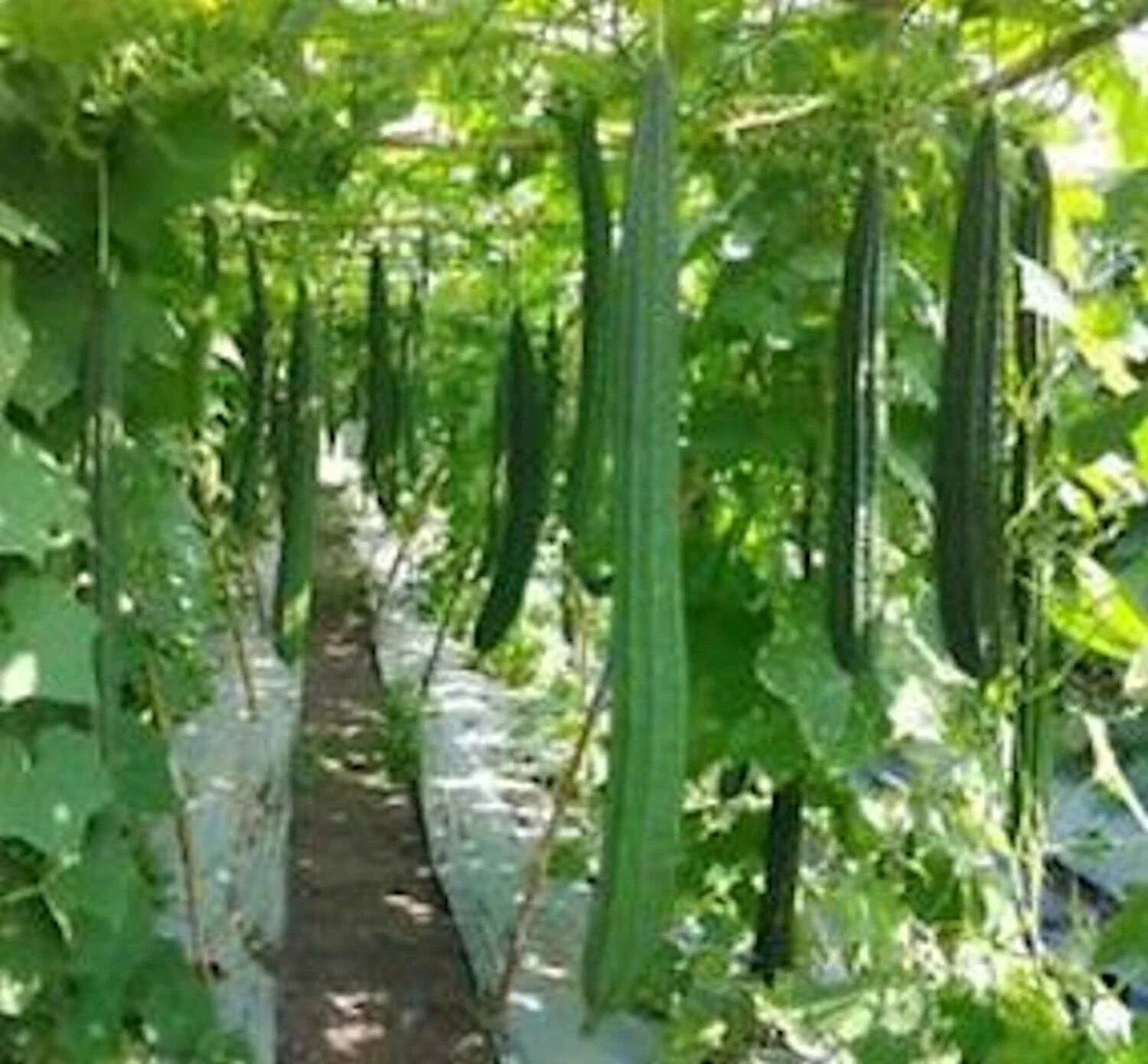 Angled Luffa Seeds Non-GMO Sponge Gourd Seeds Luffa acutangula Climbing Vine Pack of 50