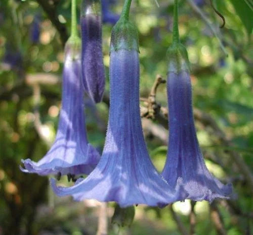 Blue Angel Trumpet Seeds - 10 Pack - Fragrant Tropical Brugmansia Flowers