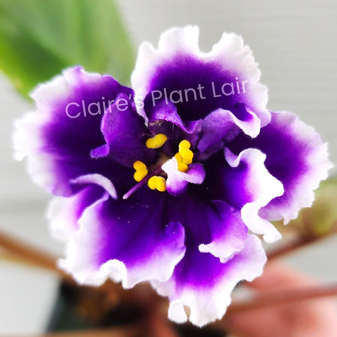 African Violet Leaf Cutting DN-Royal Blue - Saintpaulia ionantha Indoor Plant Propagation