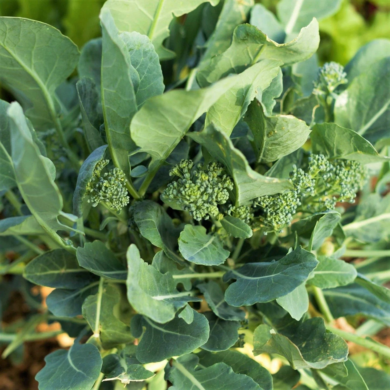 Broccoli Rabe Seeds - Spring Planting Rapini Broccolini - Brassica rapa var. rapa, Non-GMO, High Germination