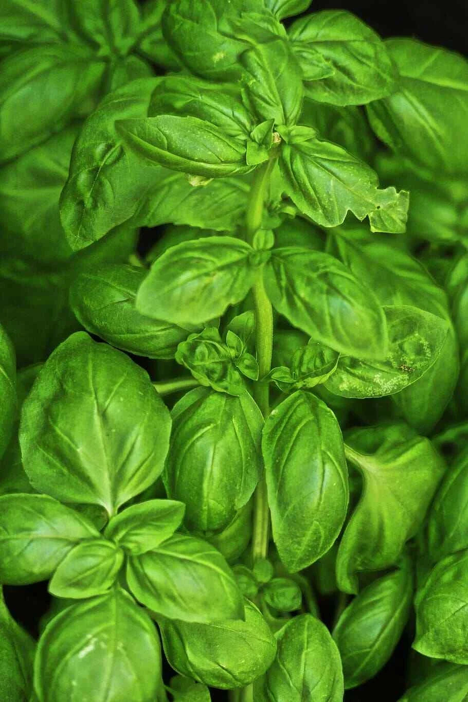 Sweet Basil Seeds 500 Count, Culinary Herb, Ocimum basilicum, Non-GMO, Indoor Outdoor Gardening