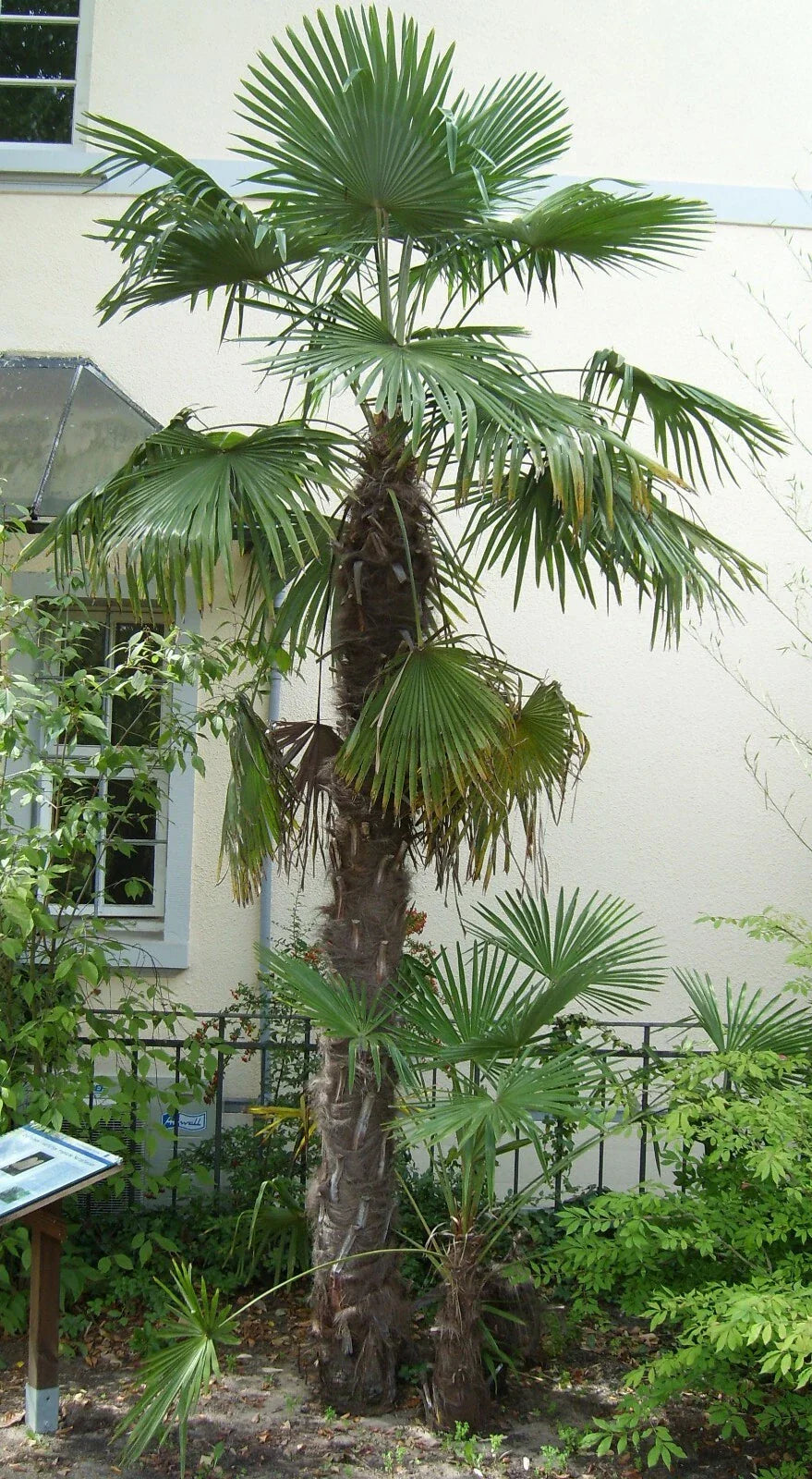 Windmill Palm Seeds 10 Pack - Trachycarpus fortunei Hardy Tropical Tree