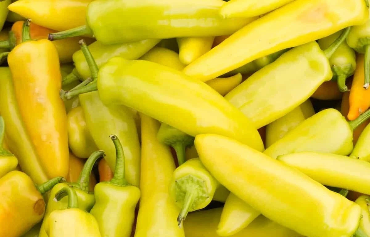 Yellow Hot Jalapeno Pepper Seeds - NON-GMO Caloro Variety, Capsicum annuum, Bright Yellow, Bushy Plant, Free Shipping