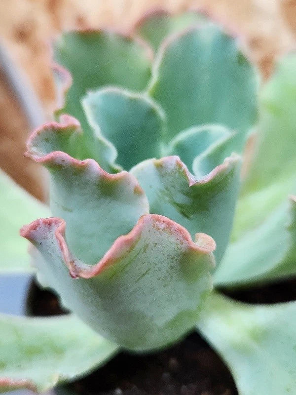 Echeveria Hybrid Ruffles Succulent Plant in 4-Inch Pot, Ruffled Leaves, Low Maintenance, Indoor Decor, Well-Rooted, Drought Tolerant