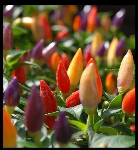 Hot Pepper Seeds - Numex Twilight Heirloom Ornamental Chili Capsicum annuum, 400 Seeds