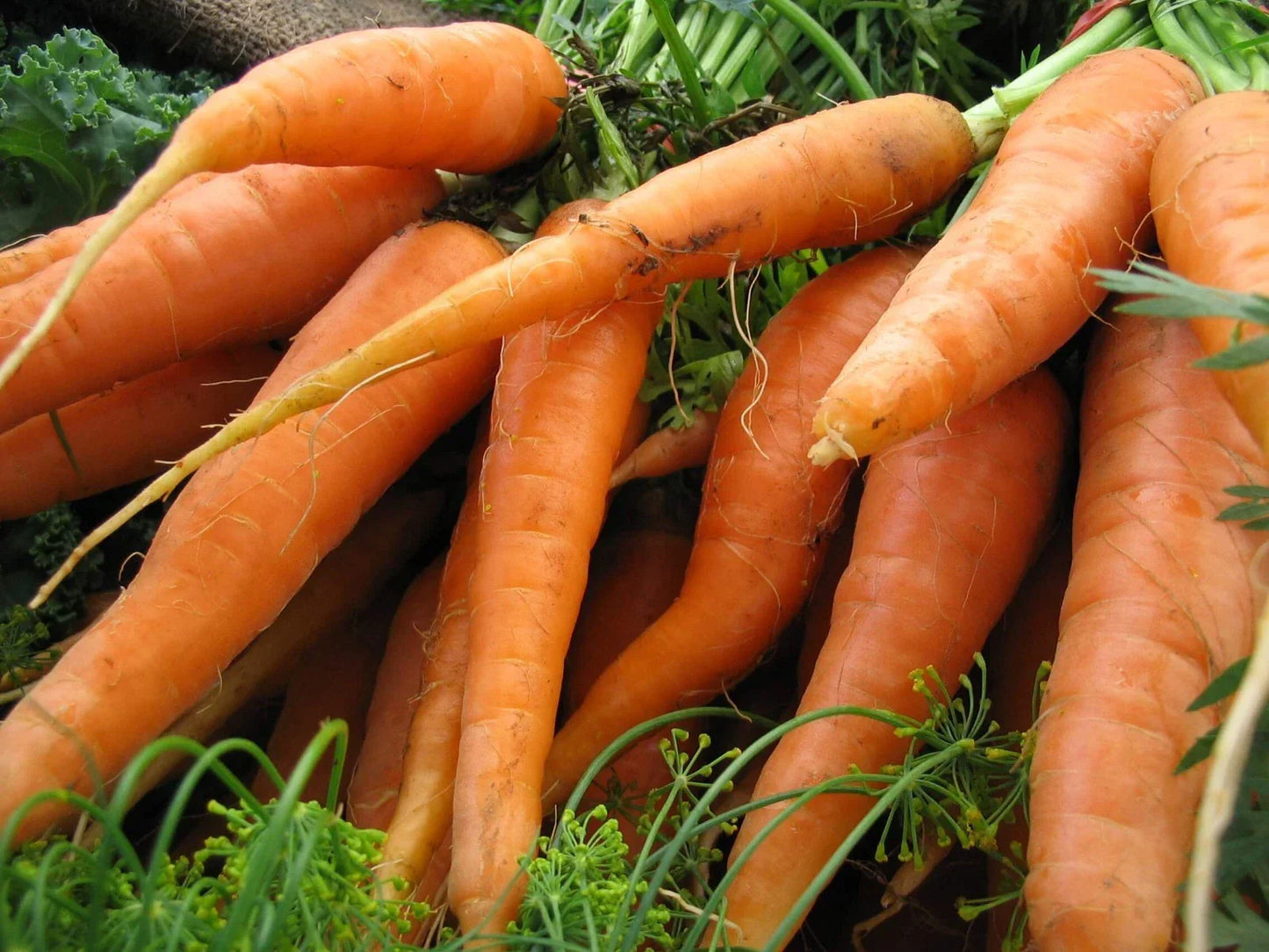 Scarlet Nantes Carrot Seeds - Early Coreless NON-GMO Daucus carota