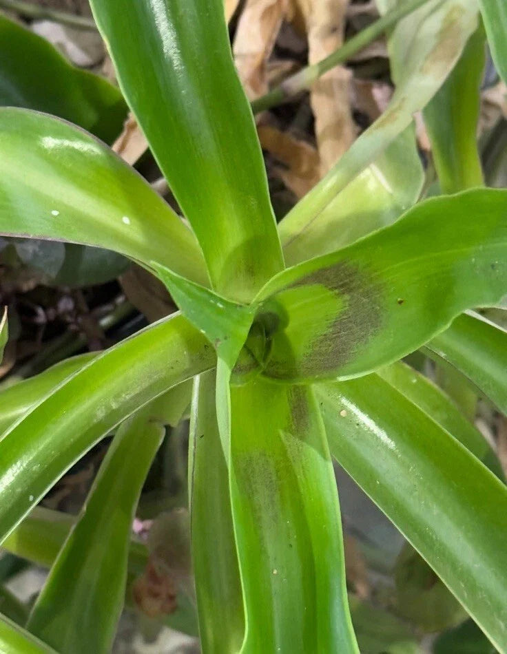 Basket Plant Cuttings 5 Pack, Callisia Fragrans, Green Trailing Indoor/Outdoor Plant, Easy Care, 4-6 Inches