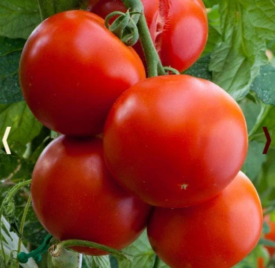 Heirloom Tomato Seeds - Florida Date Variety, Non-GMO, Slicing Tomatoes, Solanum lycopersicum, for Hot Climates, 100 Seeds
