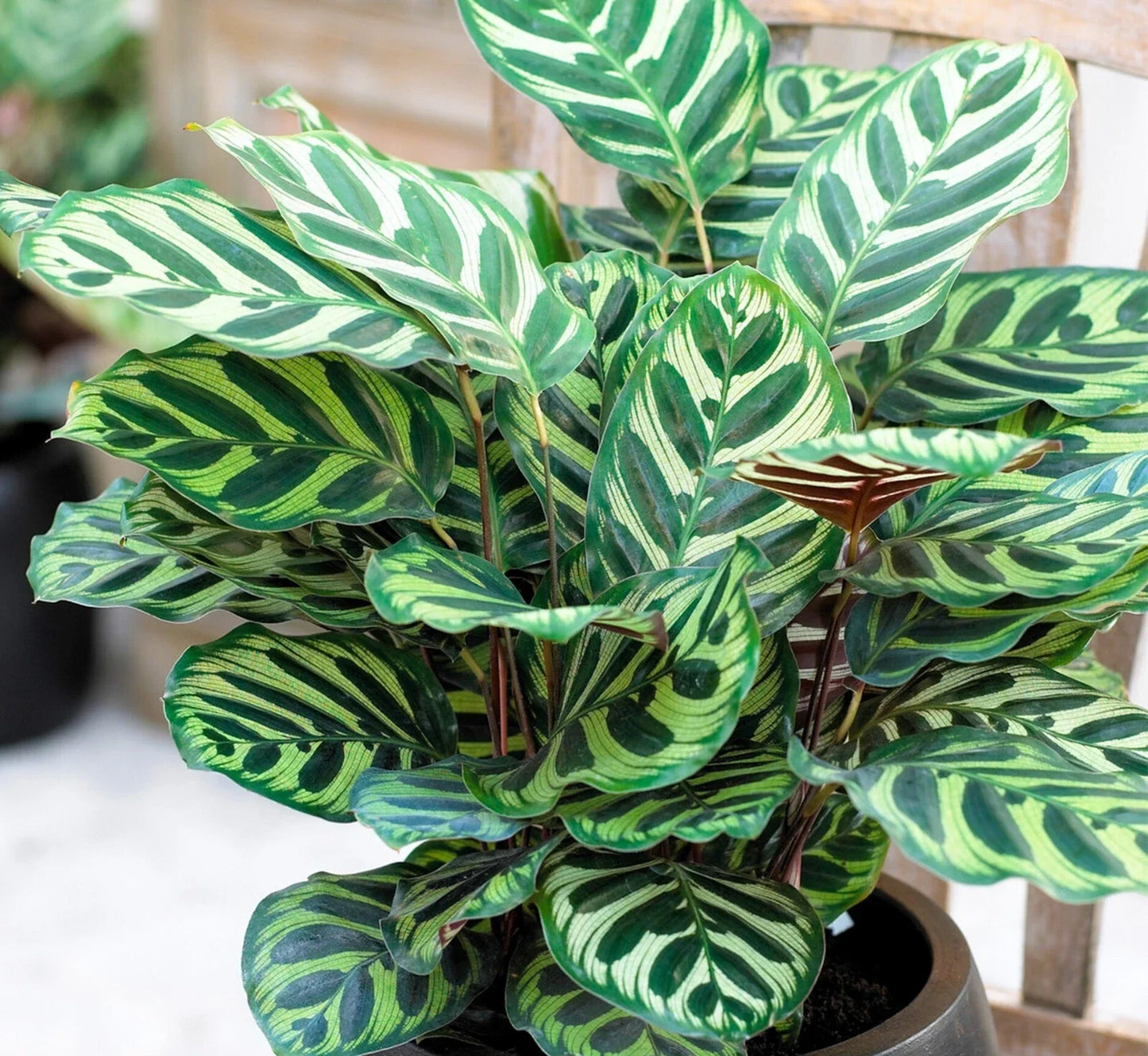 Calathea Makoyana Plug - Live Peacock Plant Starter - Well-Rooted Indoor Houseplant