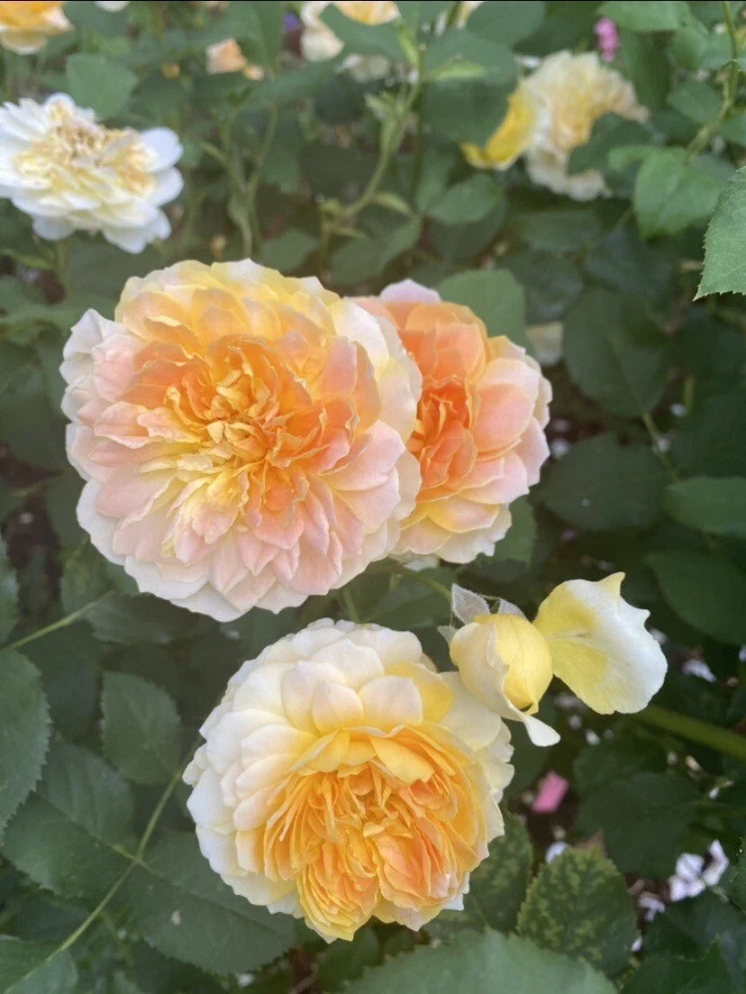 Molineux Rose Plant - 4-Inch Pot - Yellow Fragrant Blooms - Rosa 'Molineux' - Live Rooted Rose for Garden or Container