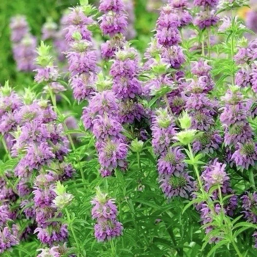 3000 Lemon Mint Flower & Herb Seeds - Non-GMO Heirloom Monarda citriodora