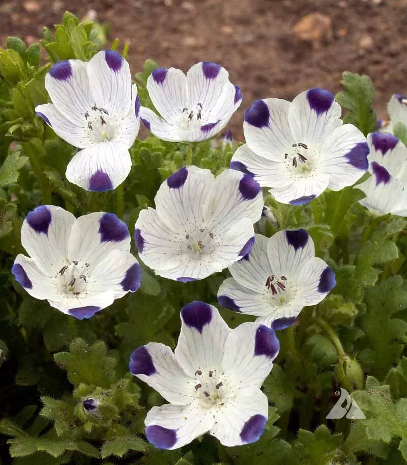 Five-Spot Buffalo Eyes Seeds - Nemophila maculata - Non-GMO Annual Flowers for Sun & Shade - 200 Seeds