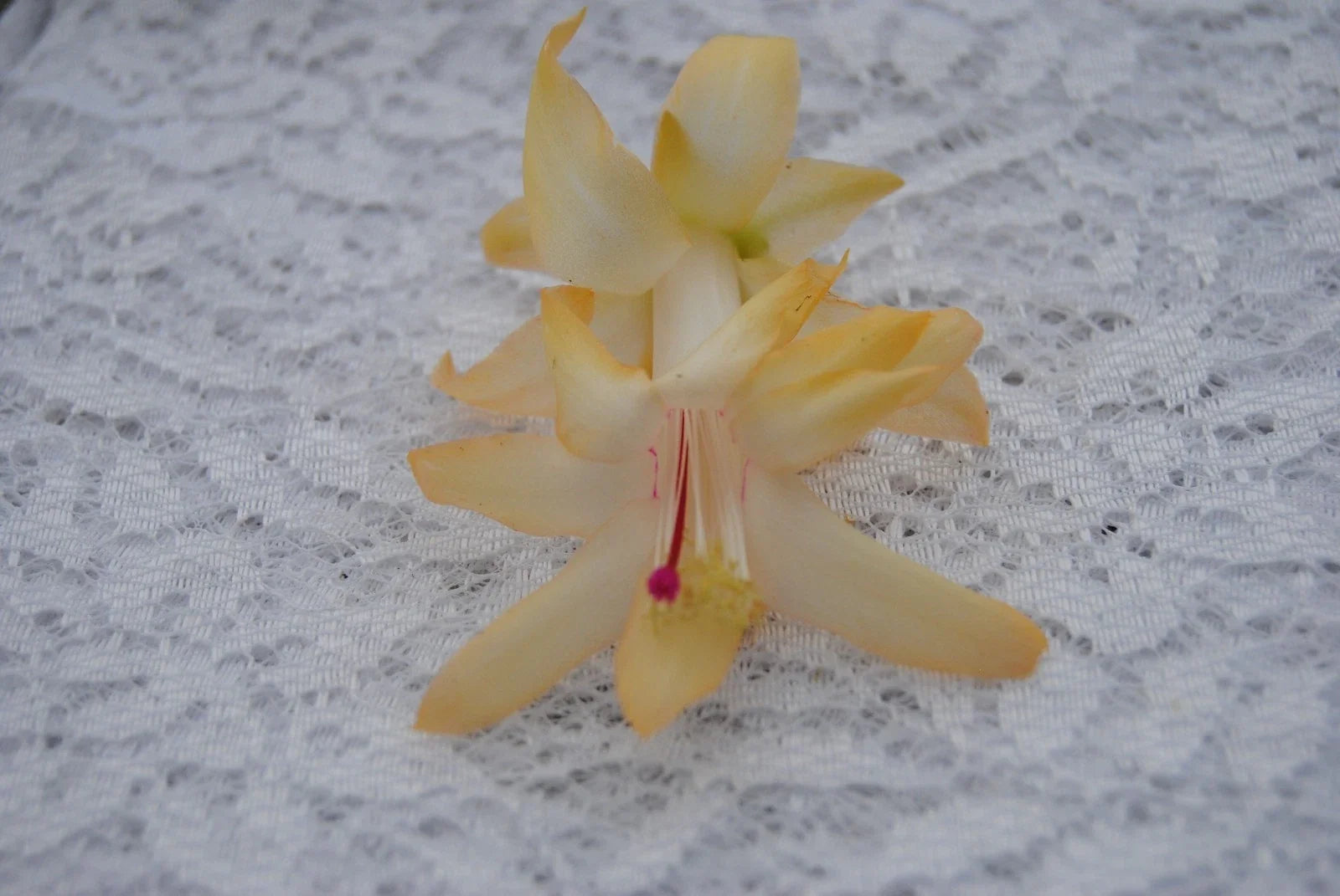 Christmas Cactus Starter Plant – Nutbush City Limits – Schlumbergera Truncata – Well-Rooted Succulent for Indoor Decor