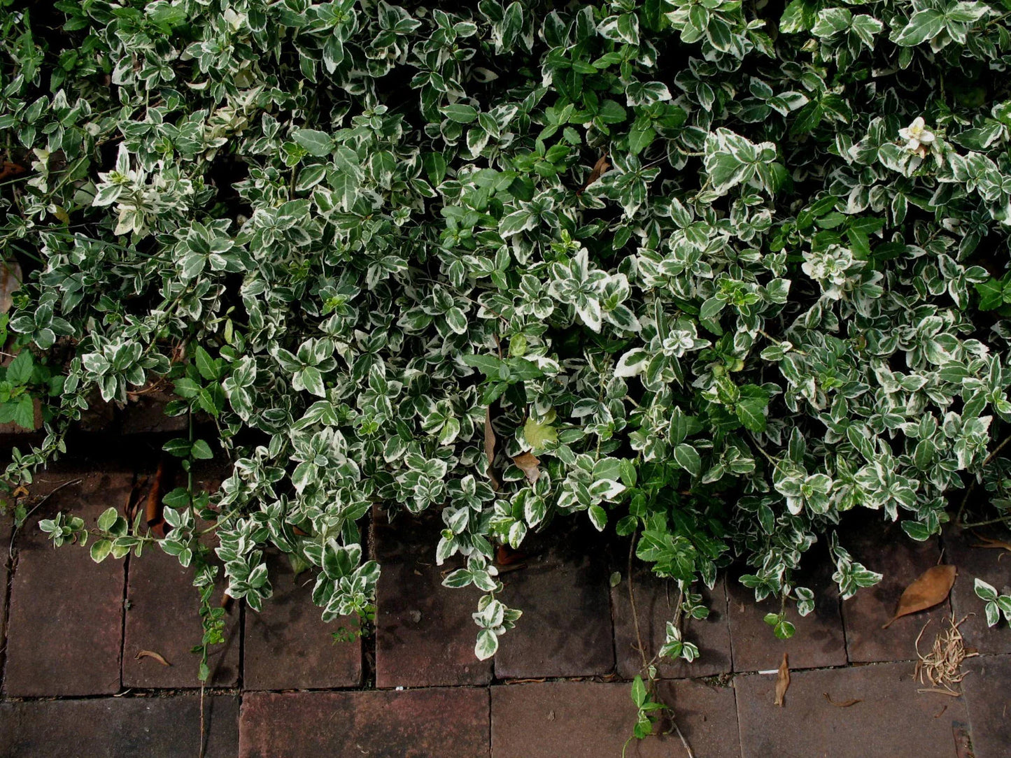 Winter Creeper Euonymus Cuttings Set of 12, Variegated Blonde Foliage, Ground Cover, Landscaping, Euonymus fortunei