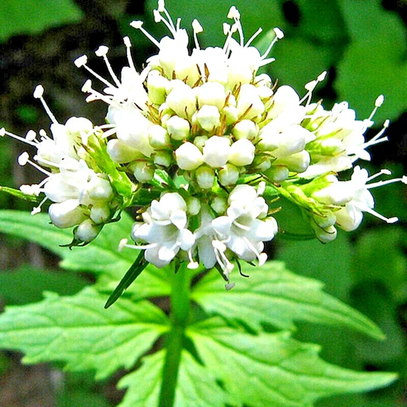 Valerian Seeds - 200+ Perennial Herb for Medicinal Use - Valeriana officinalis - Spring Sow, USA