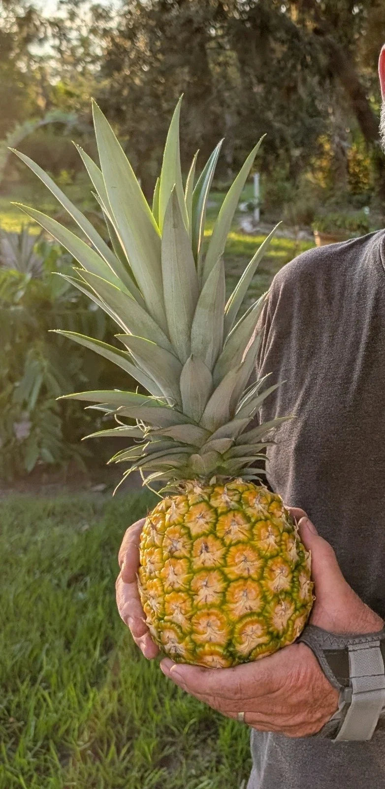 Pineapple Live Starter Plants 3 Pack MD2 Honey Gold Tropical Fruit Plant Ananas comosus