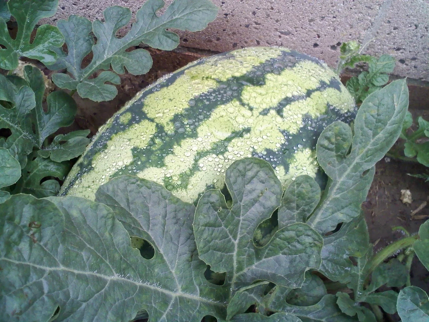Watermelon Seeds - Georgia Rattlesnake Heirloom Variety - Citrullus lanatus - Packaged Seeds for Home Garden Planting
