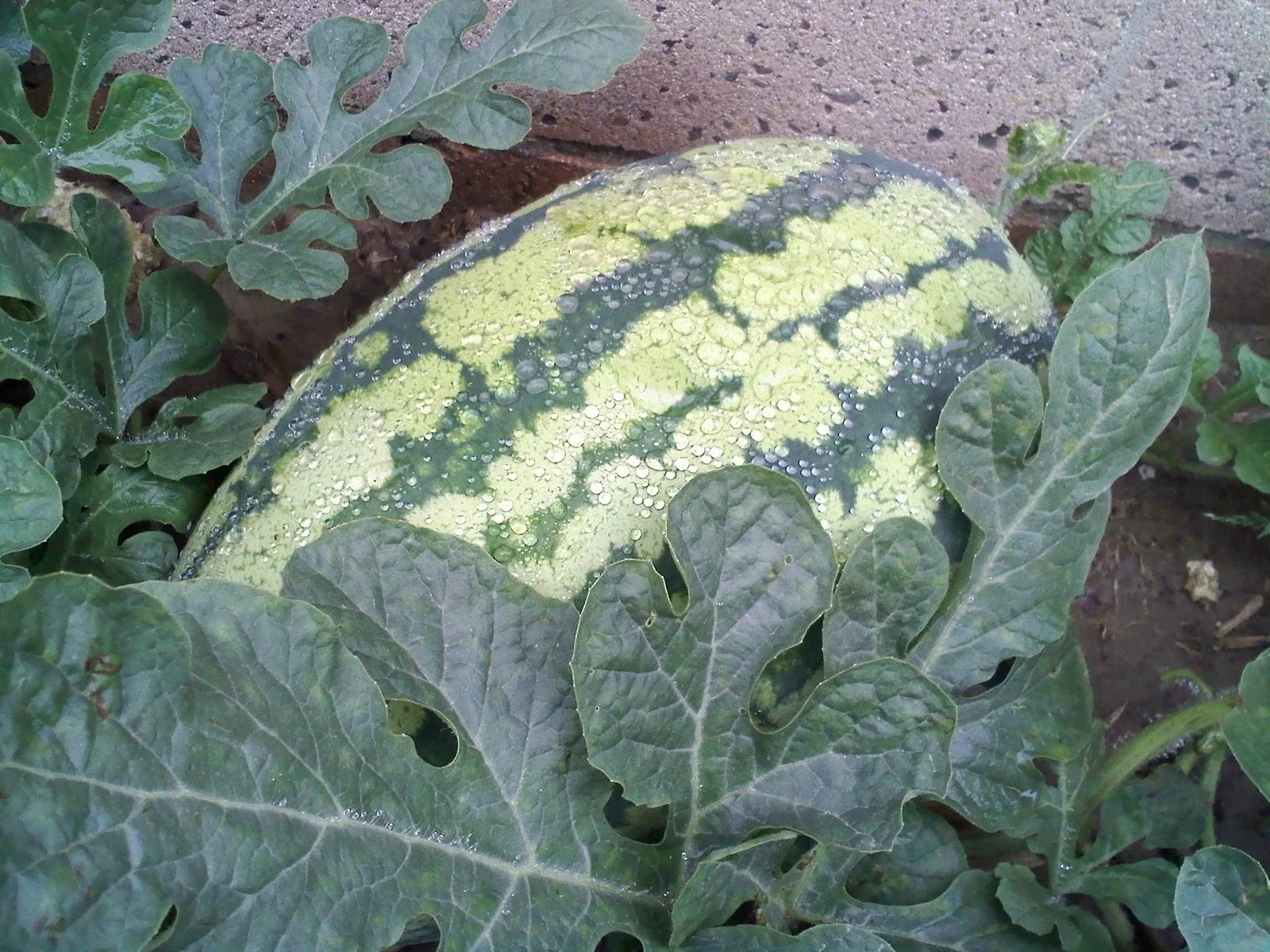 Watermelon Seeds - Georgia Rattlesnake Heirloom Variety - Citrullus lanatus - Packaged Seeds for Home Garden Planting