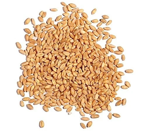 Wheat Berries 5 Pounds Hard Red Winter Grain Triticum aestivum Non-GMO Farm Fresh