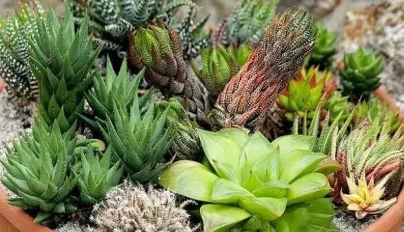 30Pcs Mixed Haworthia Succulent Seeds - Indoor Plant Gardening - Easy to Grow - Haworthia spp.