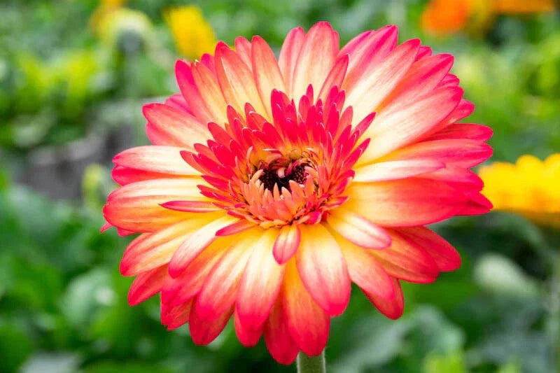 Yellow & Red Gerbera Daisy Seeds - 200+ Premium Gerbera jamesonii Seeds USA