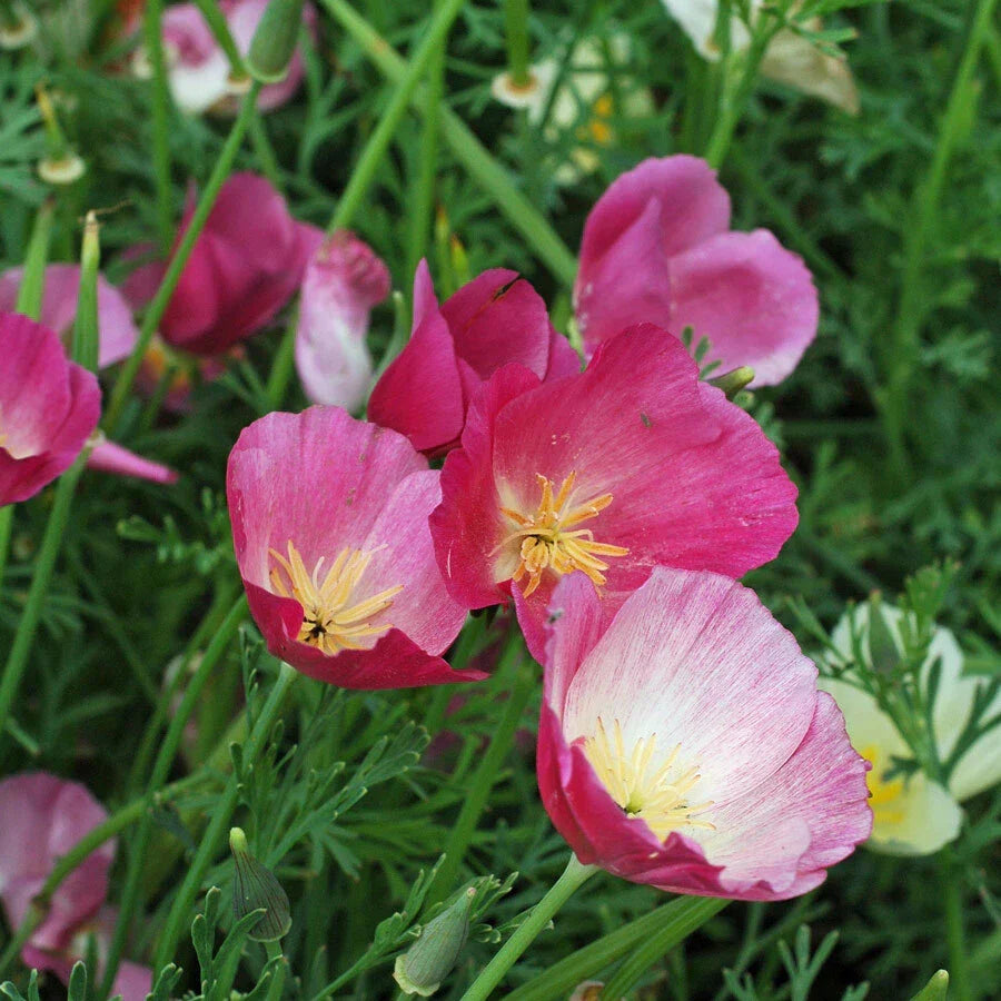 California Poppy Seeds Purple Gleam - 100 to 2,000 Non-GMO Seeds Eschscholzia californica