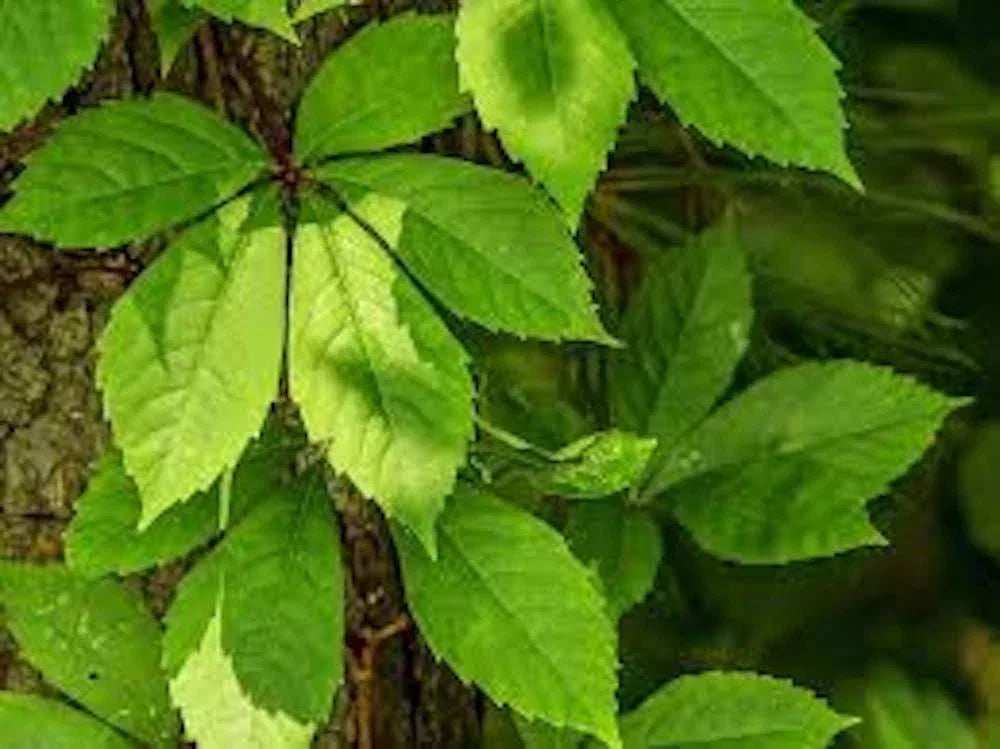 Virginia Creeper Plants - 3 Bare Roots - Fast-Growing Native Vine with Vibrant Autumn Foliage