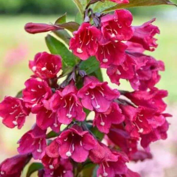 Java Red Weigela Live Plant - Compact 4 Inch Pot with Deep Pink Flowers & Purple-Green Foliage