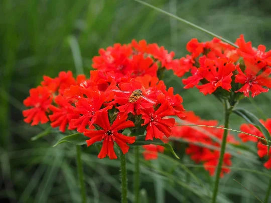 Maltese Scarlett Cross Seeds - Lychnis chalcedonica - 50+ Seeds, Vibrant Red Perennial Flowers