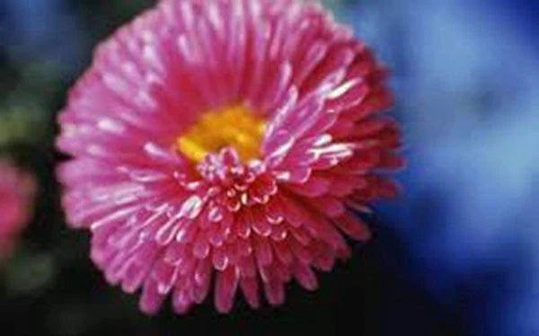 Aster Seeds - 25+ Rainbow Variety - Vivid Bright Blooms - Aster spp.