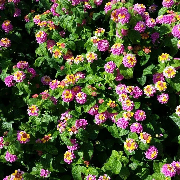 Lantana Camara Pink Caprice Seedling - 2 Pots with 4 Live Plants, Vibrant Pink Flowers, Hardy Perennial, Butterfly Attractant
