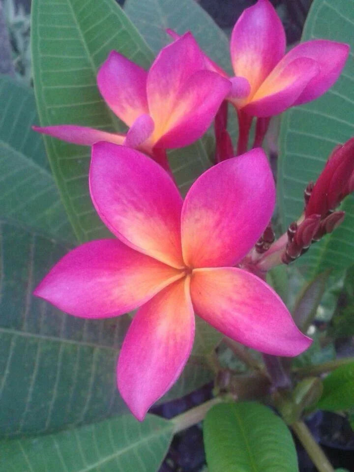 Plumeria Seeds - 5 Bright Pink Orange Perennial Tropical Flower Seeds