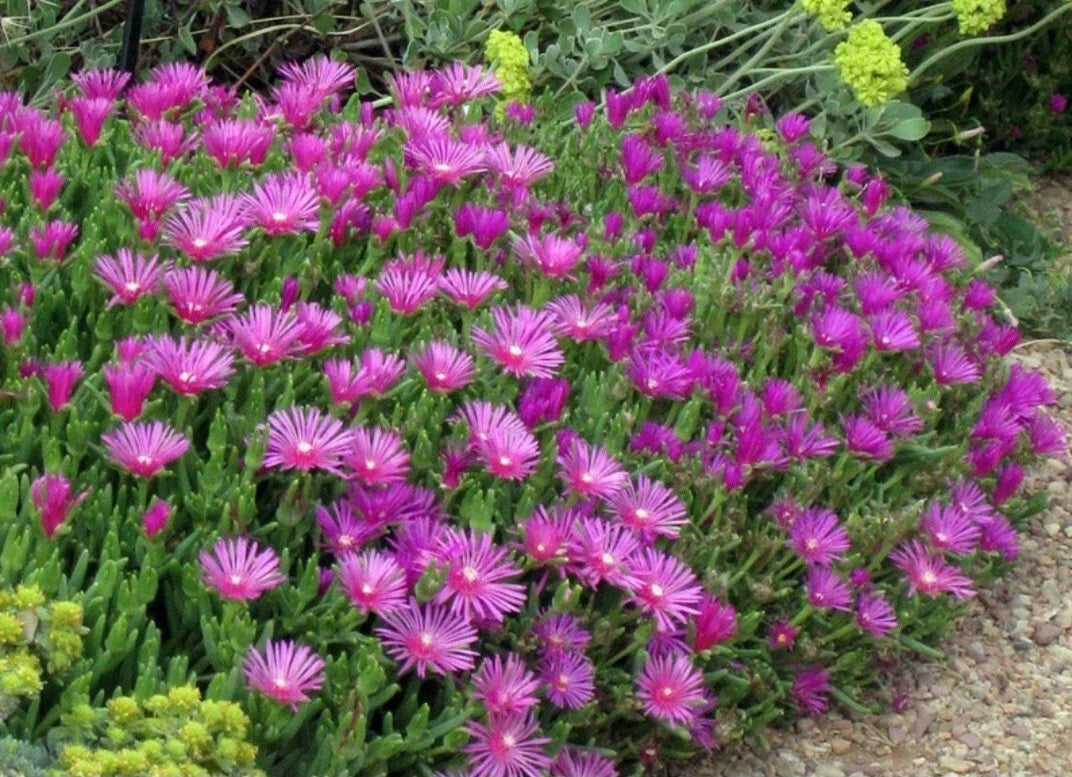 Magenta Coopers Hardy Ice Plant Ground Cover Bare Root Succulent - Delosperma Cooperi - Vibrant Purple Flowers